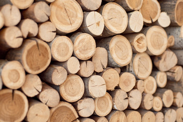 Logs of the tree are located on the wall