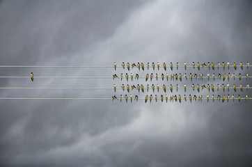 Individuality concept, birds on a wire, alone against mass