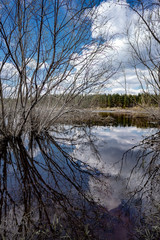 reflection of a tree in a lake
