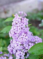purple flowers in the garden