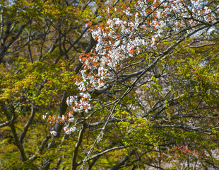Cherry blossom in Yoshino Park, Japan