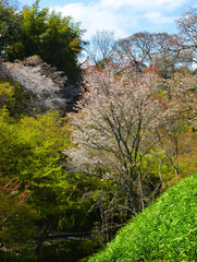 Cherry blossom in Yoshino Park, Japan