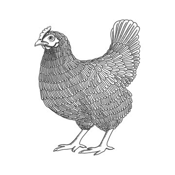 Vector illustration with hand drawn chicken, hen. Poultry, broiler, farm animal. Vintage engraving black and white sketch