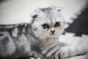 A cute kitten