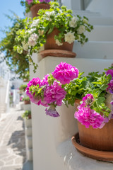 Fototapeta na wymiar Flower pot on the staircase of the traditional white house on Paros island, Cyclades