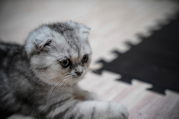 A cute kitten