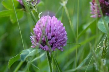 Fototapeta premium Closeup of Red Clover Flower Head, soft selective focus