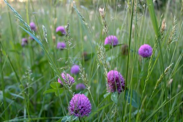 Meadow of Flowers, soft focus