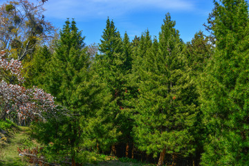 Fototapeta na wymiar Green pine trees in forest