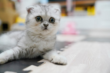 A cute kitten