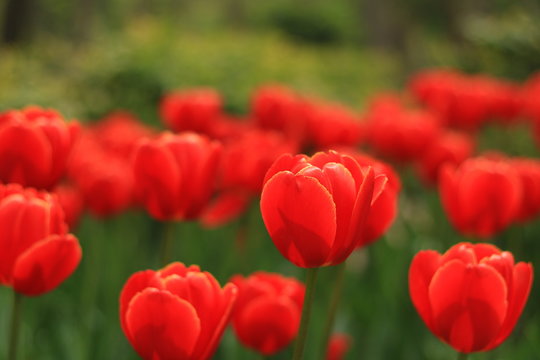 Rote Blumen vor dem Bild
