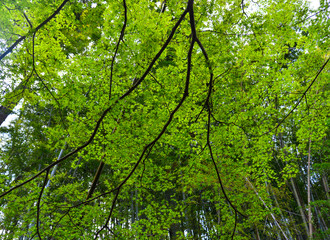 Fototapeta premium Young maple leaves in spring time