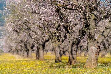 Almond tree fields. Loarre, Huesca, Aragon, Spain