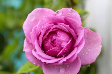 pink rose in garden