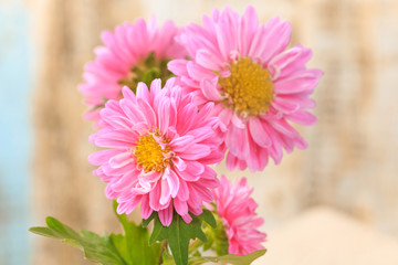 Fototapeta premium Beautiful blooming chrysanthemums