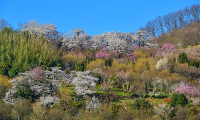 Fototapeta na wymiar Cherry blossom in Yoshino Park, Japan