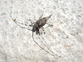 Timberman beetle on a white rough concrete surface