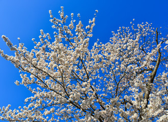 Cherry blossom in Yoshino Park, Japan