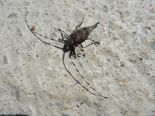 Timberman beetle on a white rough concrete surface