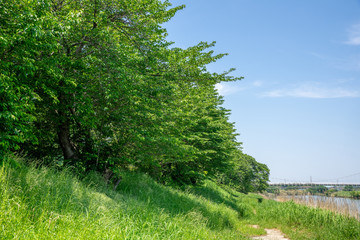 Obraz premium 木陰の散歩道