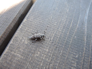 Timberman beetle on a brown wooden surface