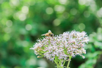 Fototapeta Pszczoła na dzikim kwiecie obraz