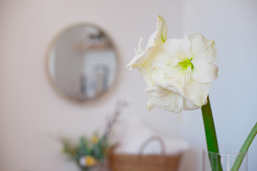 White lily in a transparent vase on a table in a bright white room, space for text.