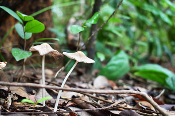 young plant in a pot