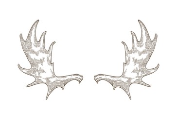 Elegant drawing of elk or moose antlers isolated on white background. Hand drawn decorative design element. Monochrome realistic vector illustration in vintage engraving style for logotype.