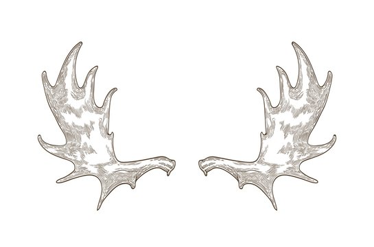 Elegant drawing of elk or moose antlers isolated on white background. Hand drawn decorative design element. Monochrome realistic vector illustration in vintage engraving style for logotype.