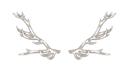 Detailed drawing of deer or reindeer antlers isolated on white background. Part of forest animal's body for protection. Monochrome realistic vector illustration in elegant woodcut style for logotype. © Good Studio