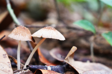 mushroom in forest