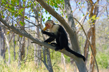 A white-headed capuchin monkey (cebus capucinus) eating a pastry on a tree branch in Peninsula Papagayo, Guanacaste, Costa Rica
