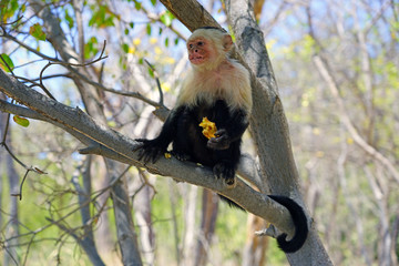 A white-headed capuchin monkey (cebus capucinus) eating a pastry on a tree branch in Peninsula Papagayo, Guanacaste, Costa Rica