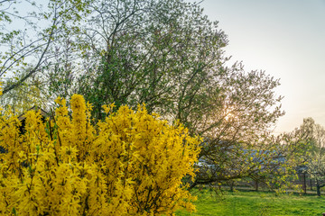 Naklejka premium Forsythia blooms against green trees, grass and blue sky. Border forsythia (Forsythia x intermedia, europaea) spring blooming garden bush