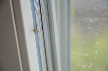 The little spider on the window undresses.