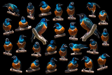 Superb starling birds set isolated on black