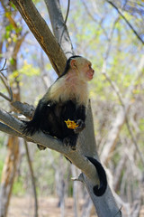 A white-headed capuchin monkey (cebus capucinus) eating a pastry on a tree branch in Peninsula Papagayo, Guanacaste, Costa Rica