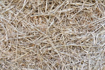 Straw or dry grass for pattern background 
