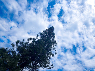 Lonely tree overlooking the blue sky with thick clouds. Nature background.