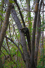 View of a badger-like white-nose coati animal, called pizote in Guanacaste, Costa Rica