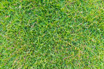 The green grass for background 