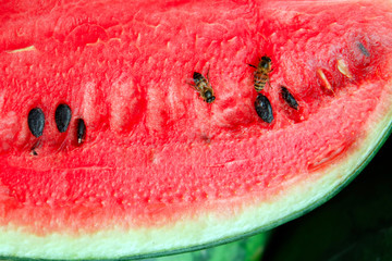 Close up Watermelon fruit on nature background.