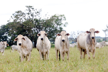 Fototapeta na wymiar Nelore in the pasture of a farm in Brazil. Livestock concept. Cattle for fattening