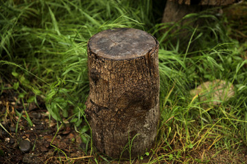 Old wooden stump in the  garden.