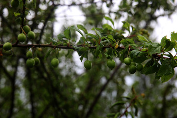 Green branch with wet leaves and plums as the background
