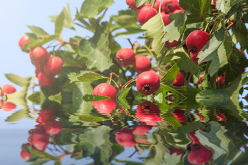 Hawthorn fruit fresh and sweet