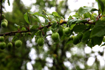 Fototapeta premium Green branch with wet leaves and plums as the background