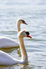 Białe łabędzie na wodzie © andsko