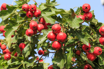 Hawthorn fruit fresh and sweet